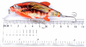3 kleuren4.3cm/4.4g 6#Hooks 3D Ogen Plastic het Schilderen Aas 0.30m0.6M Floating Crank Fishing-Lokmiddel