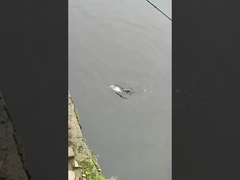 Visloklok Volle zwemlaag Valse lok Zee en zoet water