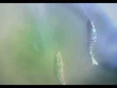 3D Eyes BGO Plastic Fish Bait Onder water Acht Meerdere Gelenke Vislok