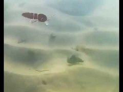 Bloedwormlokken Volle zwemlaag Minnow Meergewricht Vislok