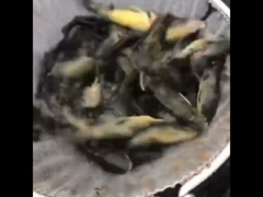 Vissendonk met gegalvaniseerd plaat